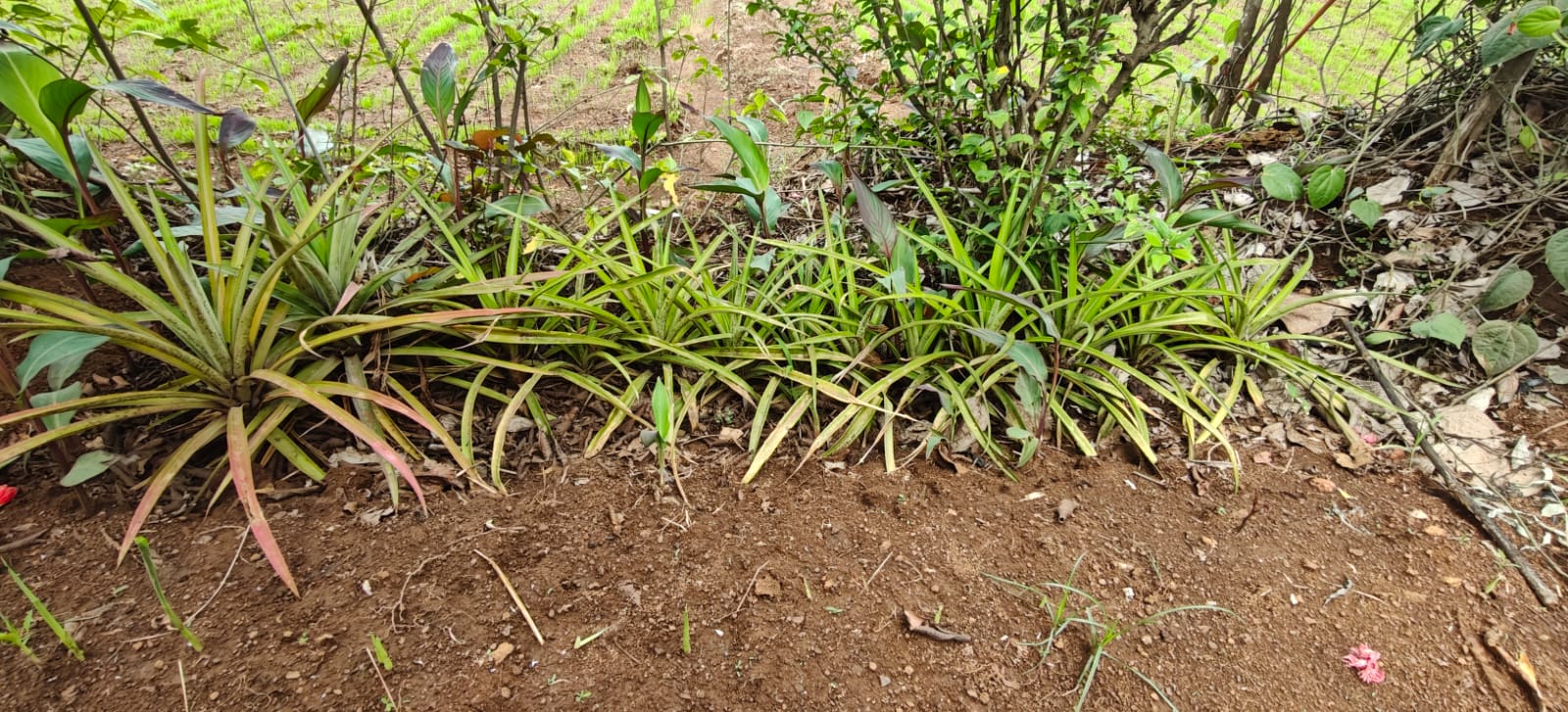 Farm plant: WhatsApp Image 2026-07-28 at 12.53.14 (3).jpeg